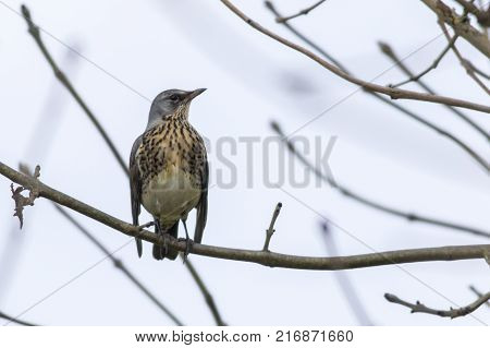 Fieldfare (turdus Pilaris)