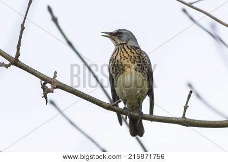 Fieldfare (turdus Pilaris)