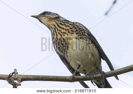 Fieldfare (turdus Pilaris)