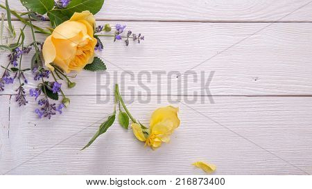 Beautiful yellow English rose on white wooden background. David Austin Rose Golden Celebration. Copy space. Mother's, Valentines, Women's Wedding Day concept.