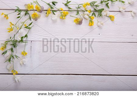 Beautiful yellow wild flowers on white wooden background. Copy space. Mother's, Valentines, Women's Wedding Day concept.