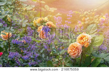 Blooming yellow orange roses in the garden on a sunny day.