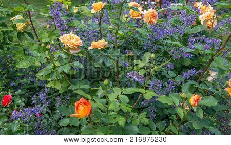 Blooming yellow orange roses in the garden on a sunny day. 