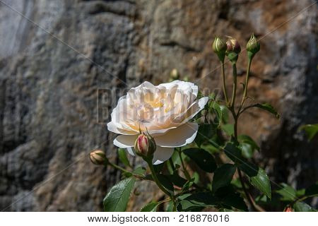 Blooming English roses in the garden on a sunny day on stone background