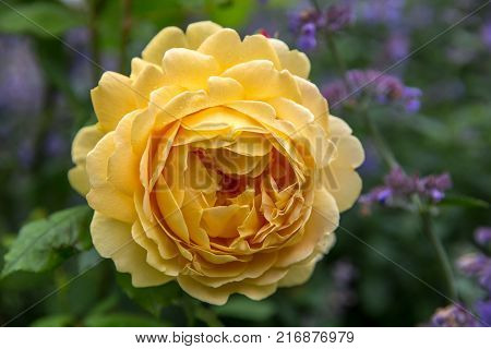 Blooming yellow English rose in the garden on a sunny day. Rose 'Golden Celebration'.