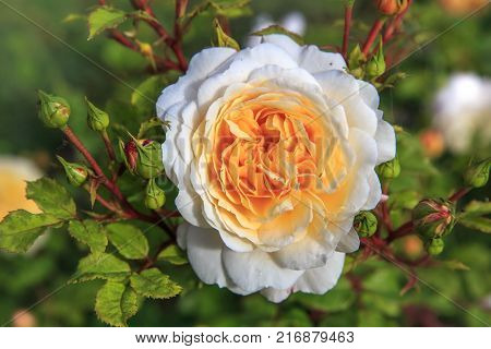 Blooming yellow English rose in the garden on a sunny day.