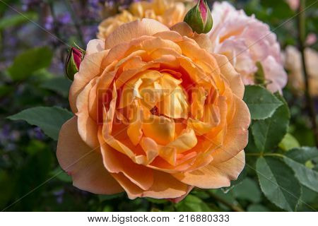 Blooming orange English rose in the garden on a sunny day. Rose 'Lady of Shalott'