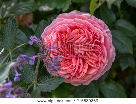 Blooming apricot rose in the garden on a sunny day. Rose 'Chippendale'