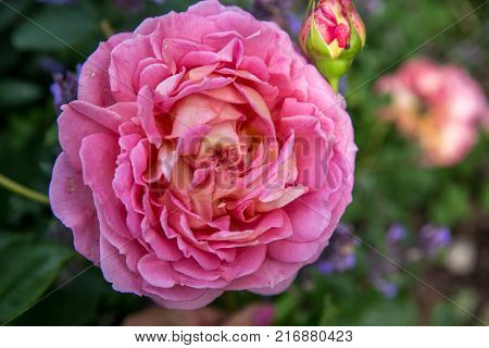 Blooming pink English rose in the garden on a sunny day. Rose 'Jubilee Celebration'