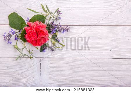 Beautiful red coral English rose on white wooden background. Copy space. Mother's, Valentines, Women's Wedding Day concept.