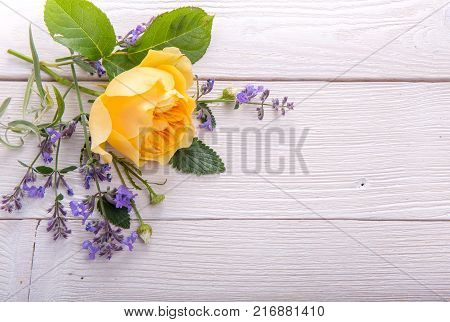 Beautiful yellow English rose on white wooden background. David Austin Rose Golden Celebration. Copy space. Mother's, Valentines, Women's Wedding Day concept.