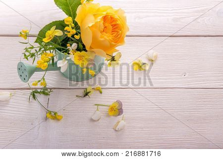 Beautiful yellow English rose on white wooden background. David Austin Rose Golden Celebration. Copy space. Mother's, Valentines, Women's Wedding Day concept.