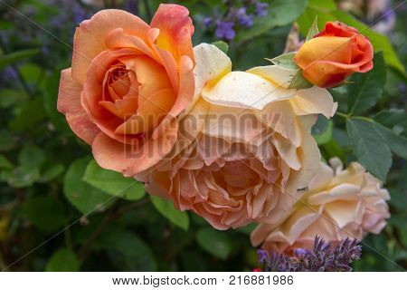 Blooming orange English rose in the garden on a sunny day. Rose 'Lady of Shalott'