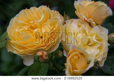 Blooming yellow orange English roses in the garden on a sunny day. Rose 'Graham Thomas'.