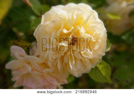 Blooming yellow orange English roses in the garden on a sunny day. Rose 'Graham Thomas'.