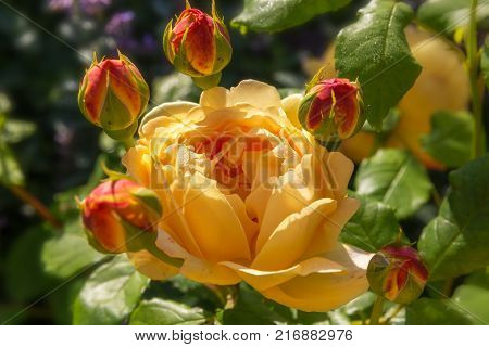 Blooming yellow orange English roses in the garden on a sunny day. Rose 'Graham Thomas'.