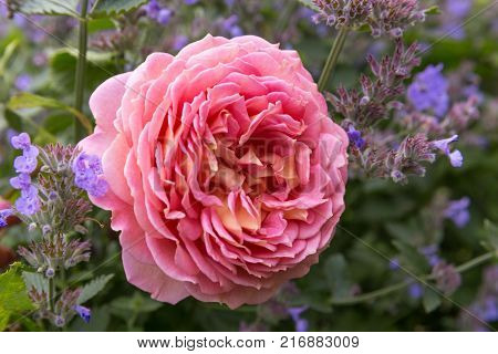 Blooming pink English rose in the garden on a sunny day. Rose 'Jubilee Celebration'