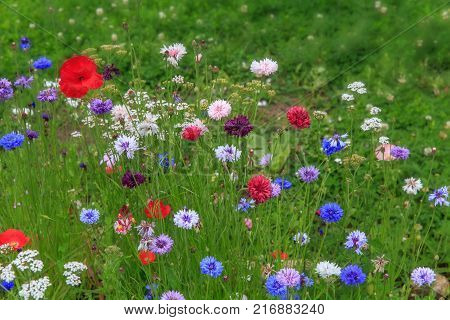 Beautiful meadow field with wild flowers. Spring or summer wildflowers closeup. Health care concept. Rural field. Alternative medicine. Environment