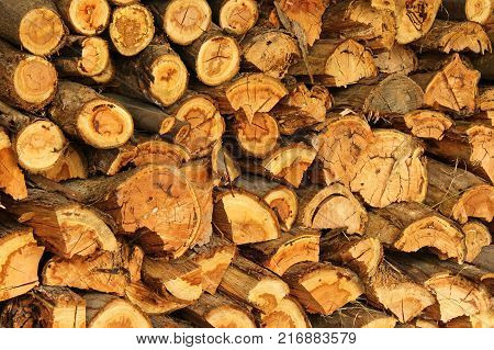 a plie of firewood, cut ready for Winter