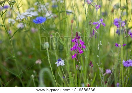 Beautiful meadow field with wild flowers cornflowers. Spring or summer wildflowers closeup. Health care concept. Rural field. Alternative medicine. Environment