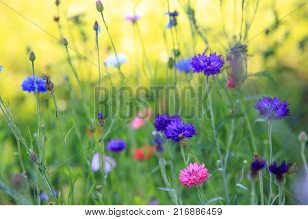 Beautiful meadow field with wild flowers cornflowers. Spring or summer wildflowers closeup. Health care concept. Rural field. Alternative medicine. Environment
