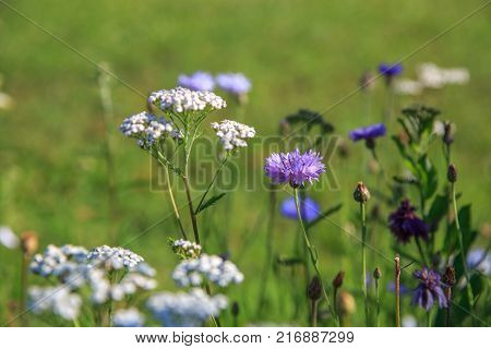 Beautiful meadow field with wild flowers cornflowers and milfoil. Spring or summer wildflowers closeup. Health care concept. Rural field. Alternative medicine. Environment