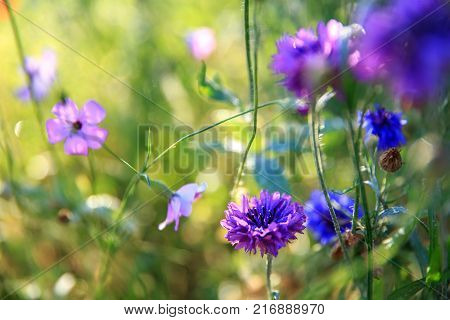 Beautiful meadow field with wild flowers cornflowers. Spring or summer wildflowers closeup. Health care concept. Rural field. Alternative medicine. Shallow depth of field