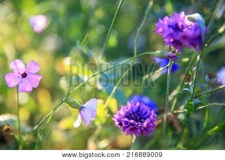 Beautiful meadow field with wild flowers cornflowers. Spring or summer wildflowers closeup. Health care concept. Rural field. Alternative medicine. Shallow depth of field