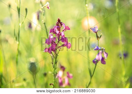 Beautiful meadow field with wild flowers cornflowers. Spring or summer wildflowers closeup. Health care concept. Rural field. Alternative medicine. Shallow depth of field