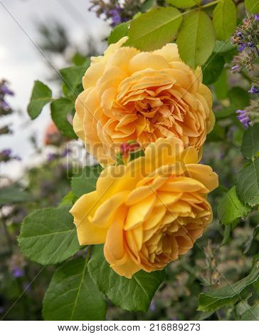Blooming yellow English rose in the garden on a sunny day. Rose 'Golden Celebration'.