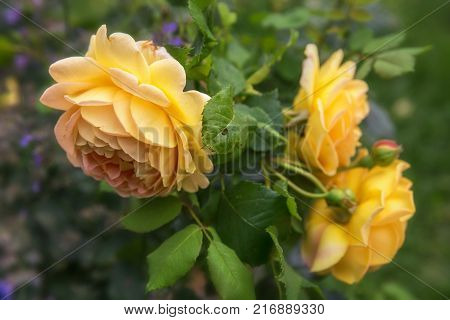 Blooming yellow English rose in the garden on a sunny day. Rose 'Golden Celebration'.