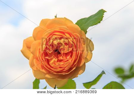 Blooming yellow English rose in the garden on a sunny day. Rose 'Golden Celebration'.