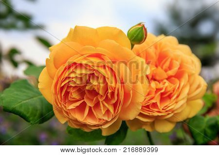 Blooming yellow English rose in the garden on a sunny day. Rose 'Golden Celebration'.