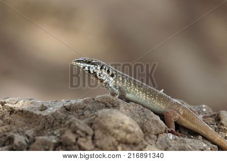 Male Five-lined Mabuya (trachylepis Quinquetaeniata)