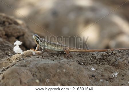 Male Five-lined Mabuya (trachylepis Quinquetaeniata)