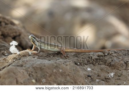 Male Five-lined Mabuya (trachylepis Quinquetaeniata)