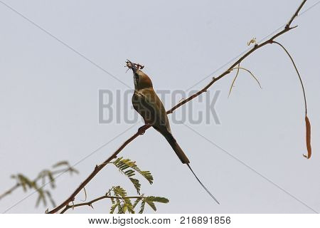 Male Five-lined Mabuya (trachylepis Quinquetaeniata)