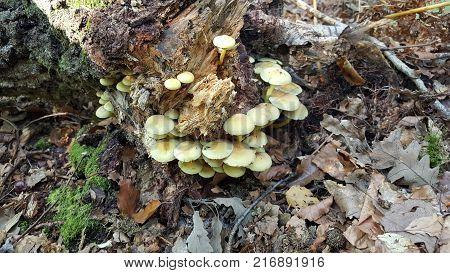 Bunch of small yellow mushrooms growing in circle around old broken tree trunk surrounded with freshly fallen brown autumn leaves and bryophyte