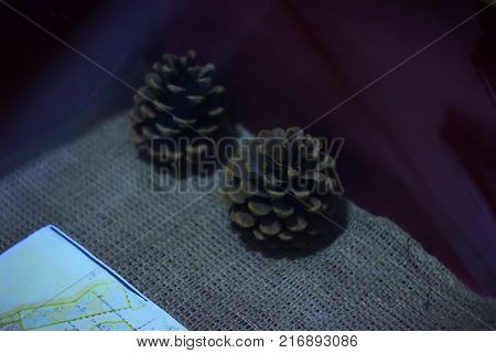 pine nuts, pine branches, cedar cone on a linen cloth