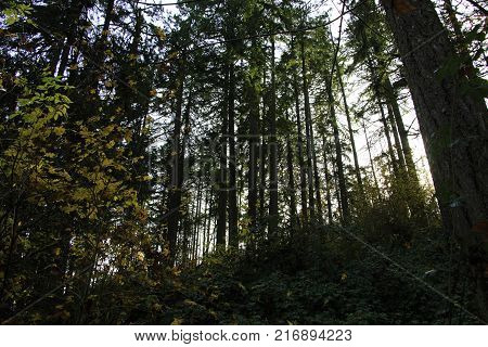 Forest wonderland with different color foliage trees