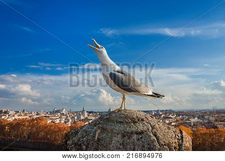 Seagull crying against Rome historic center skyline at sunset