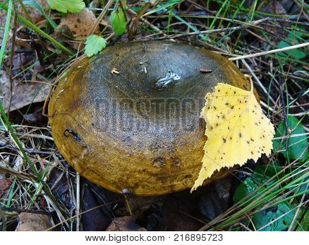 Ugly Milk cap Lactarius turpis mushroom in the autumn forest. Edible fungi grow in wood Russia.