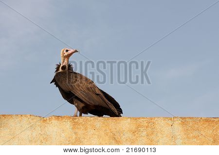 Ein Geier auf einem Dach in Afrika