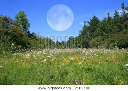 Weide met maan
