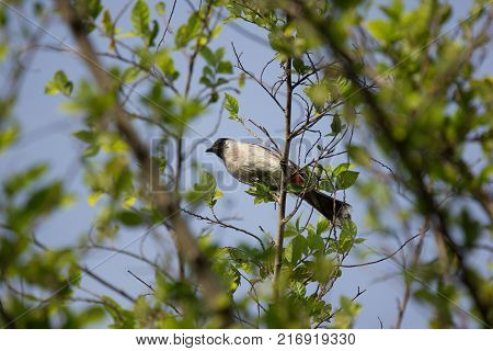 Red Whiskered Bulbul Bird On Tree