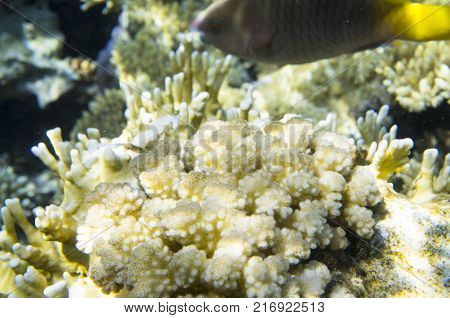 Coral under the water at the bottom. Large