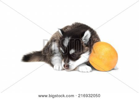 Funny Small Husky Puppy Play With Toy Cube White Isolated