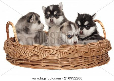 Funny Small Husky Puppy Play With Toy Cube White Isolated