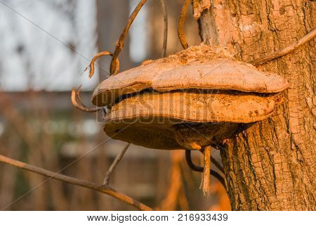 Closeup Of Large Brown Shelf Mushrooms