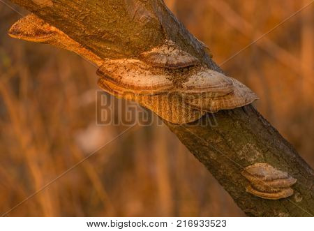 Closeup Of Large Brown Shelf Mushrooms